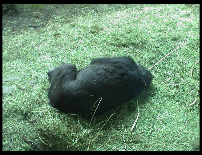 The gorillas were tired this day.