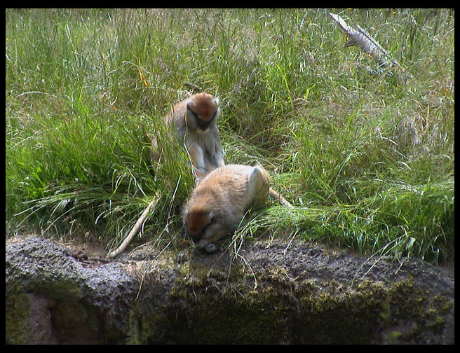 Monkey on the savannah.