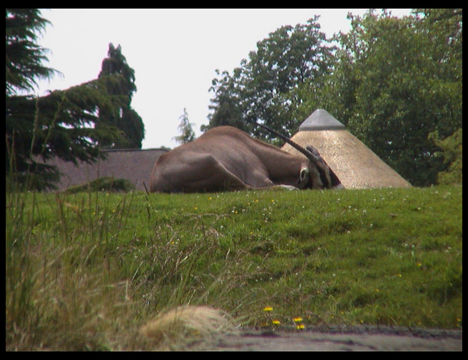 A gazelle?  Not sure, sorry.