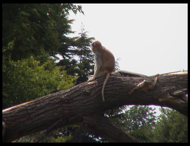 Another monkey on a tree.