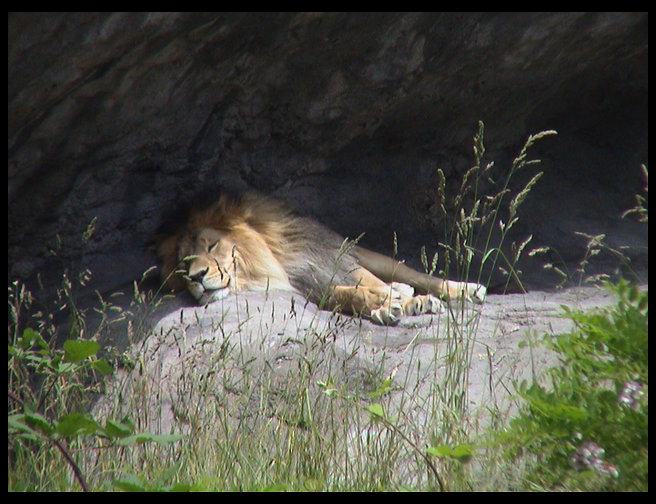 This lion was so cool.  But he was sleeping right now.