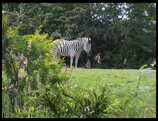 A zebra was a real hit with the kids.