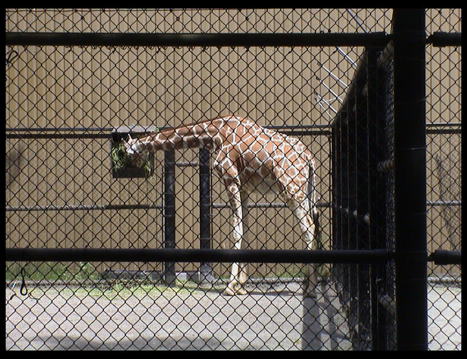 Giraffes are very cool animals.