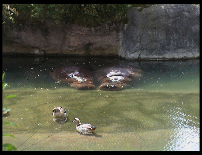 Can you see the hippos? They are under the water.