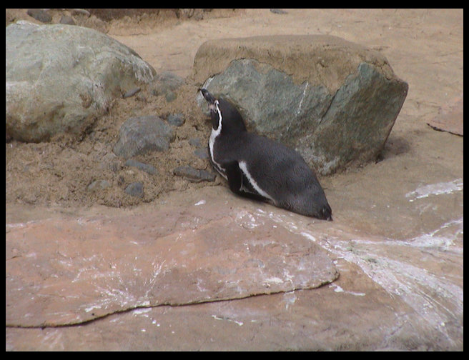 Penguin sunning himself.