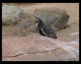 Penguin sunning himself.