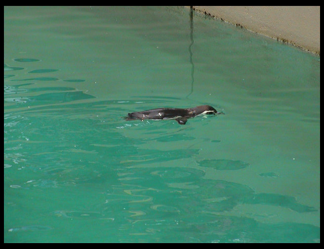 Another penguin swimming.