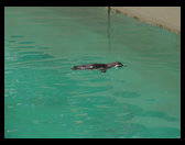 Another penguin swimming.