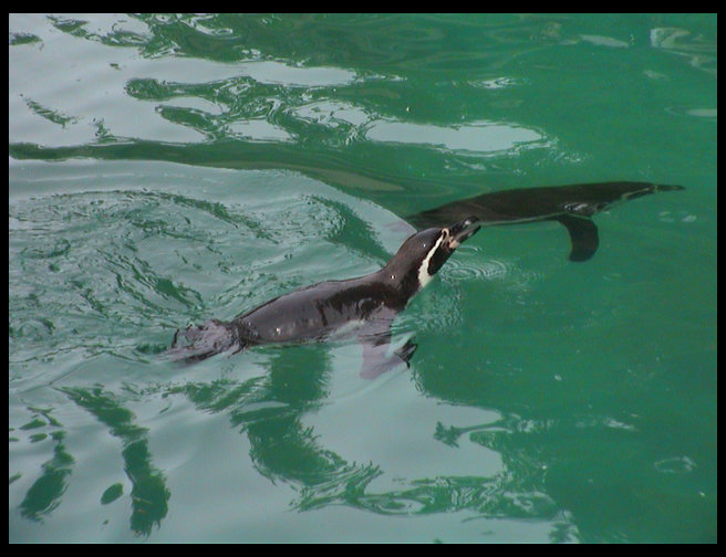 Aren't they graceful