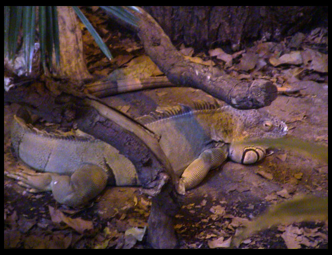 A rather large Iguana.