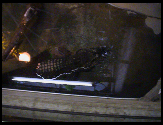 A miniature crocodile.