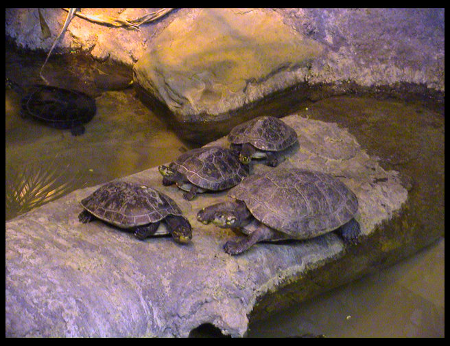 A family of turtles.