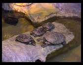 A family of turtles.