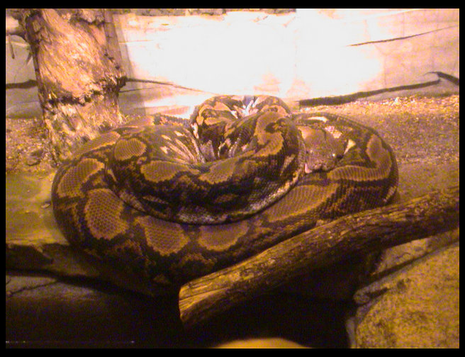 An enormous python.