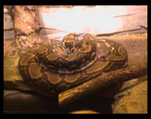 An enormous python.
