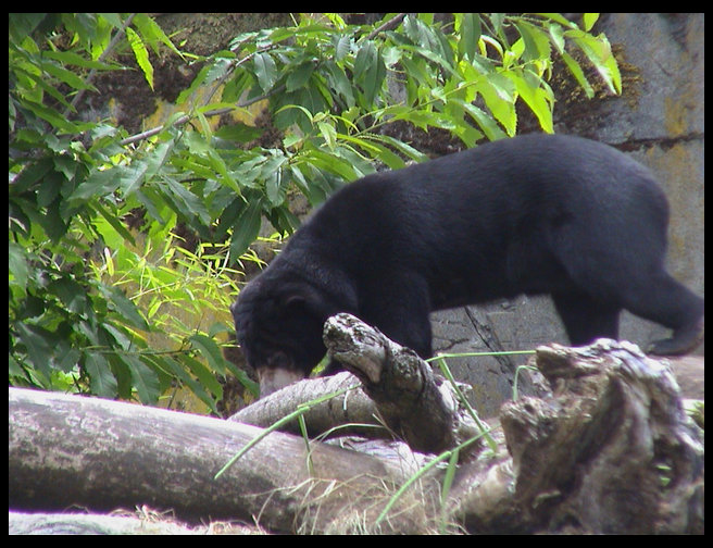 This is a sun bear...they were feeding.