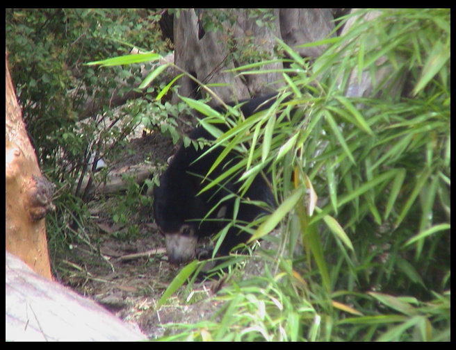 This is the other sun bear.