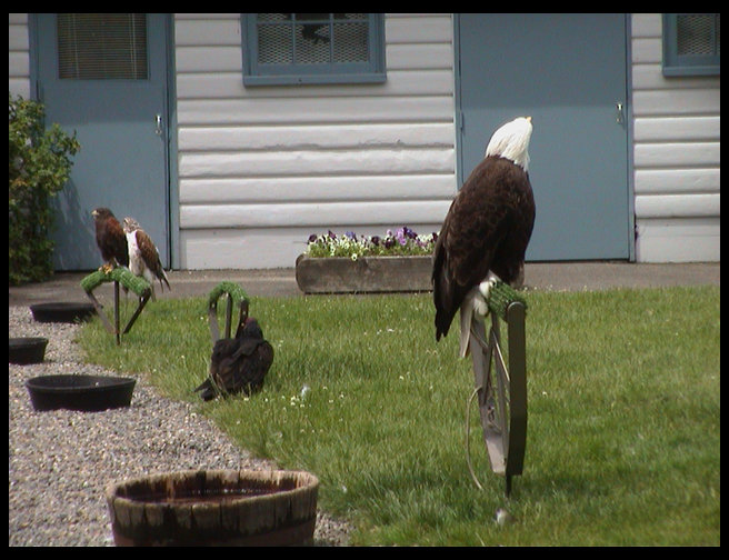 Birds of prey.  Bald Eagle, Perguine Falcon, and a couple of hawks.