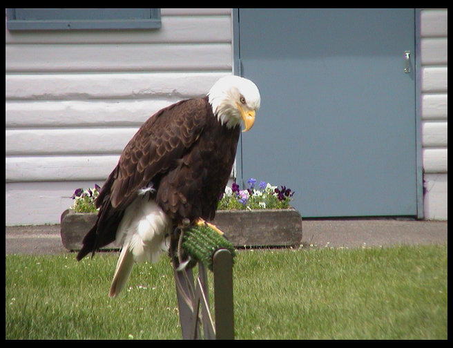 This eagle was extremely beautiful.