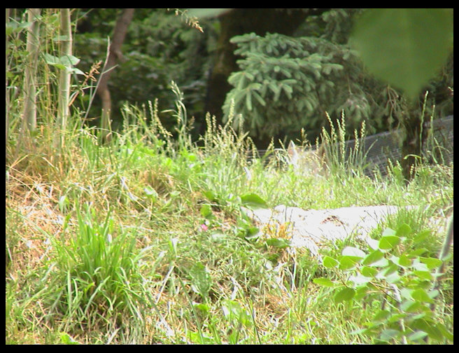 Can you see the wolf?  He is in the grass on the right side of the screen.