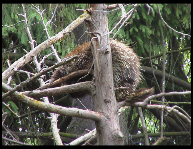 A porcupine in the tree.