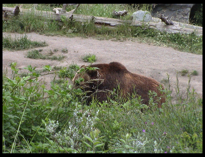 A very large grizzly bear.