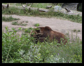 A very large grizzly bear.