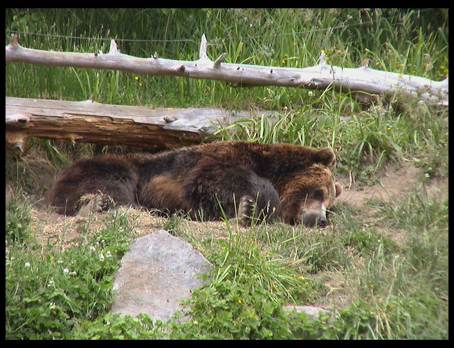 Another grizzly sleeping.