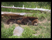 Another grizzly sleeping.