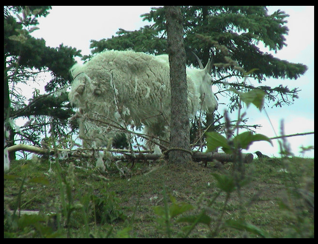 A moutain sheep.