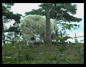 A moutain sheep.