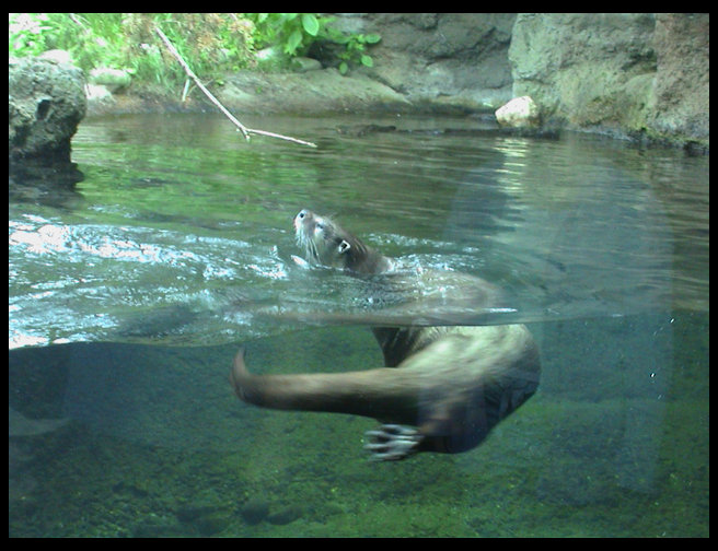 A cute little otter.