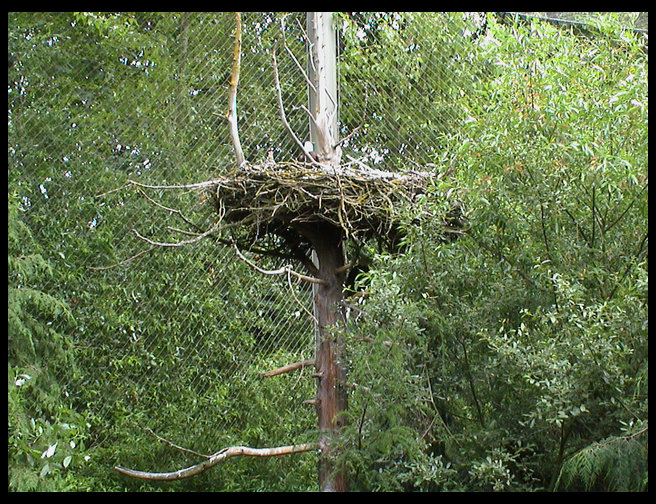 This is the bald eagle's nest.  It is huge.