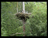 This is the bald eagle's nest.  It is huge.