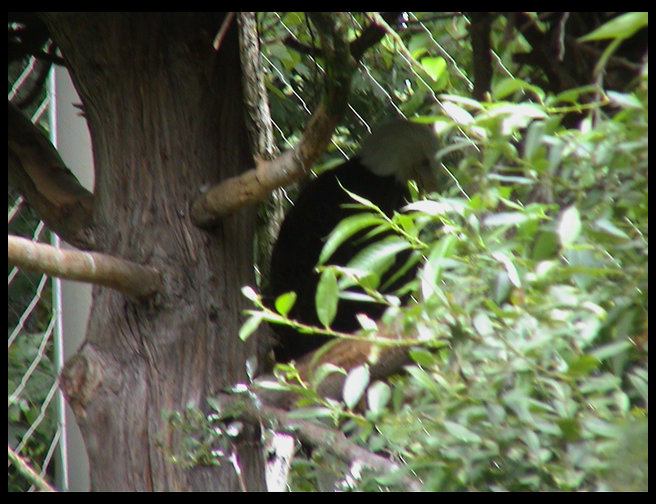 The eagle under its nest.