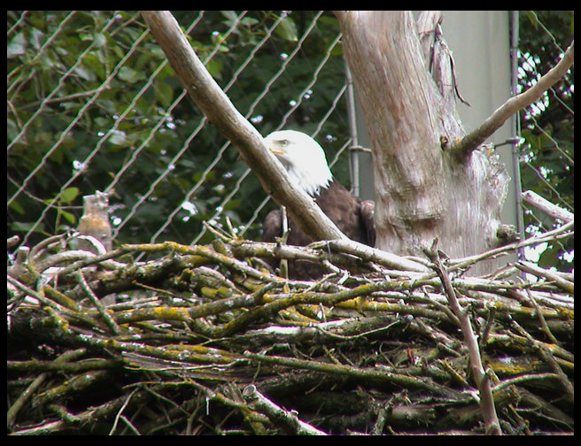 And an eagle in the nest.