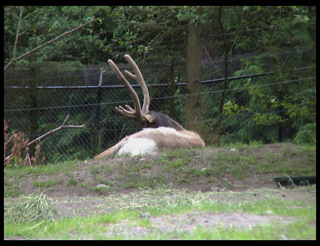 Here is an elk it still has velvet on his antlers.
