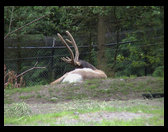 Here is an elk it still has velvet on his antlers.