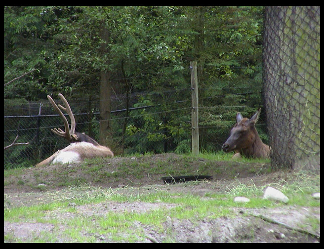 A bull and a cow elk.