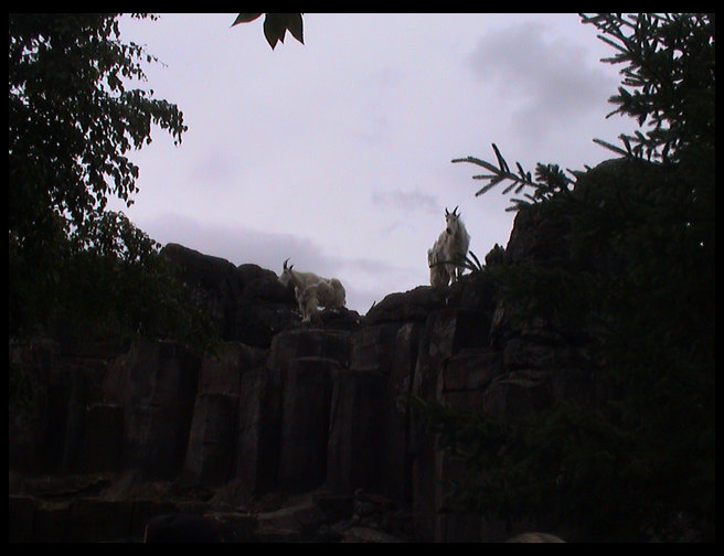 Mountain goats...very cool picture.