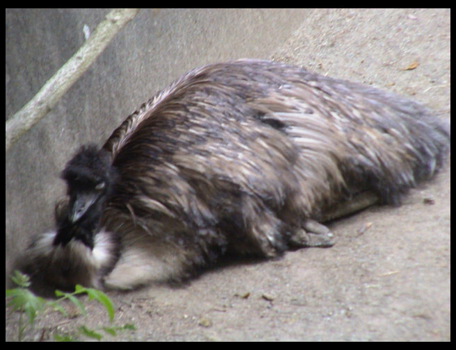 The emu is laying down.