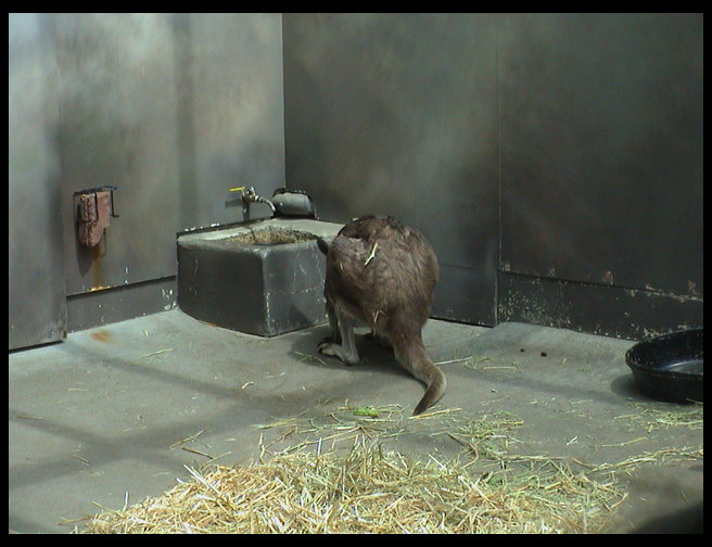 I think this was a wallaroo.