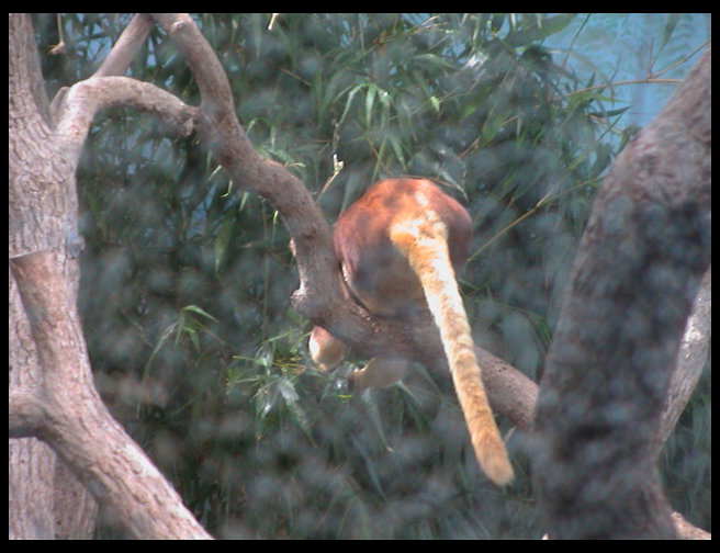 I believe this is a lemur.