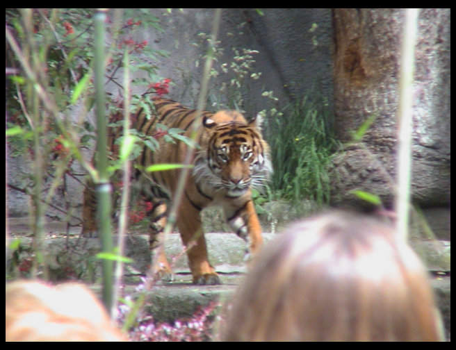 Look at this beautiful Bengal Tiger.