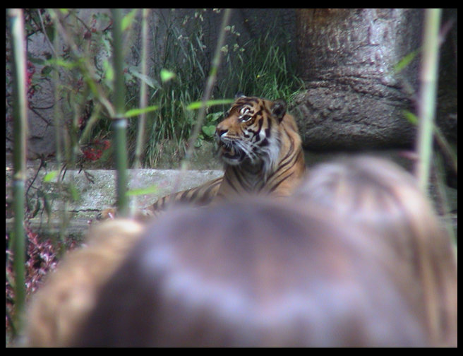 This tiger growled and talked the whole time we were there.