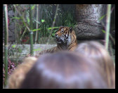 This tiger growled and talked the whole time we were there.