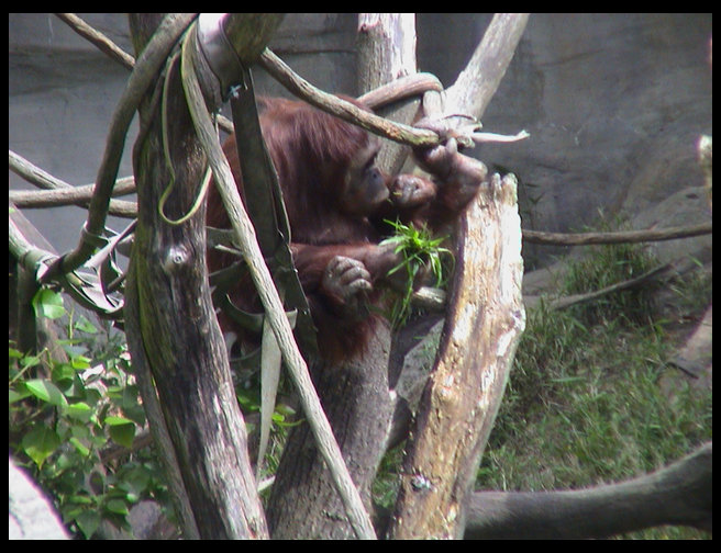 Timm?  Nope, it is an orangatung.