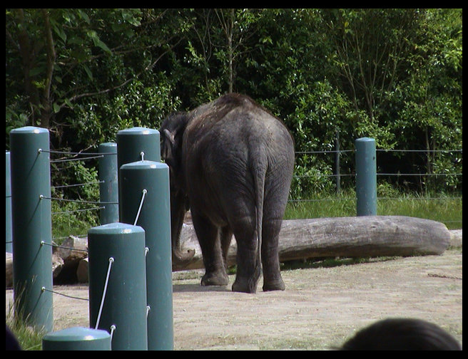 Part of the elephant herd.