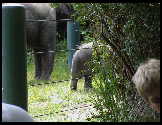 Hansa the baby elephant.