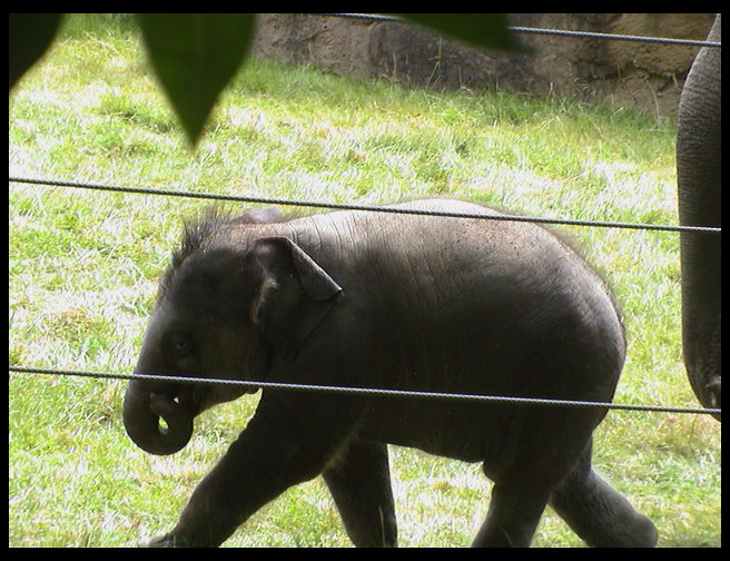 A better picture of Hansa.